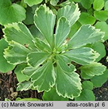 Pachysandra terminalis Silver Edge