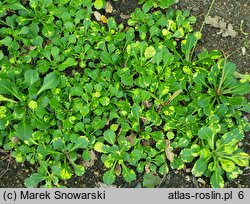 Saxifraga ×urbium Aureopunctata