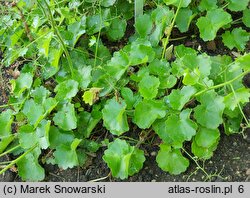 Saxifraga rotundifolia (skalnica okrągłolistna)