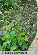 Saxifraga rotundifolia (skalnica okrągłolistna)