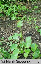 Saxifraga rotundifolia (skalnica okrągłolistna)