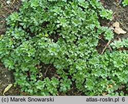 Saxifraga umbrosa Weisse Elliott