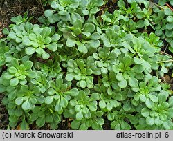 Saxifraga umbrosa Weisse Elliott