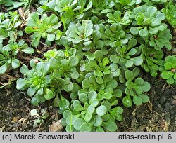 Saxifraga umbrosa Weisse Elliott