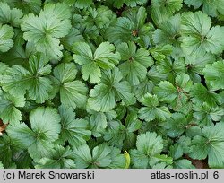 Waldsteinia ternata Lichtermeer