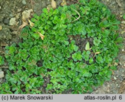 Saxifraga umbrosa Elliott