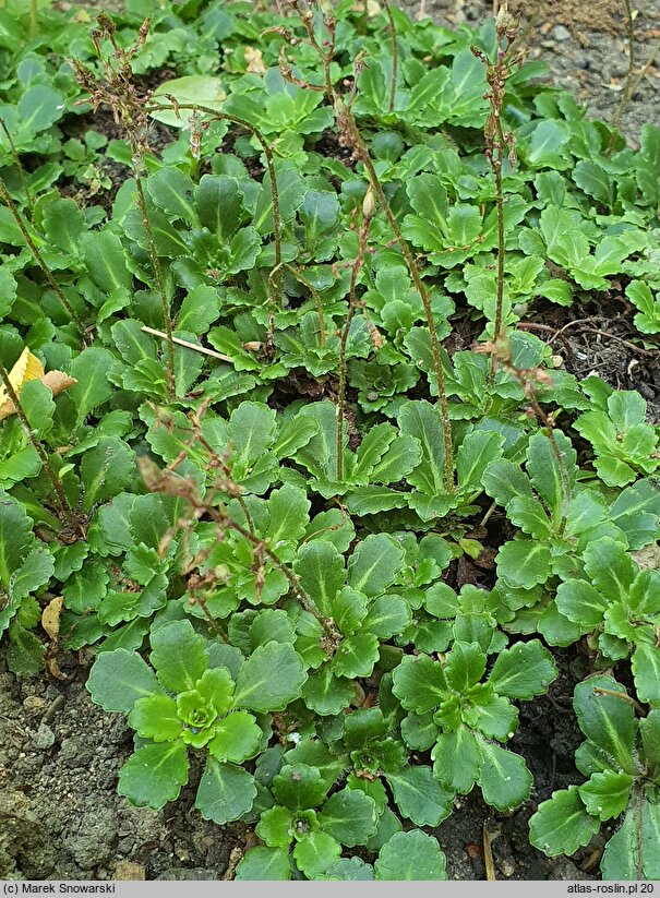 Saxifraga umbrosa Elliott