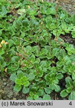 Saxifraga umbrosa Elliott