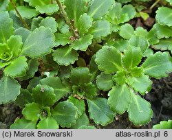 Saxifraga umbrosa Elliott