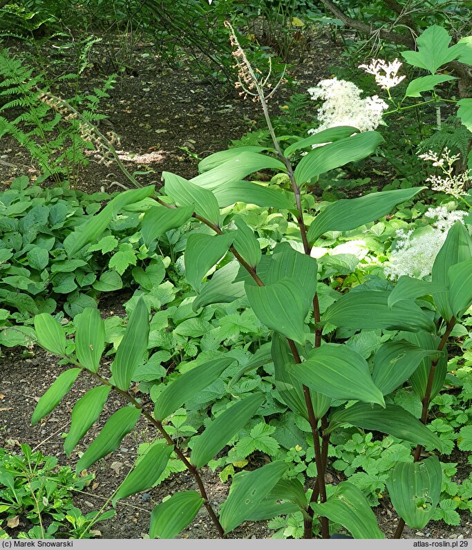 Maianthemum henryi