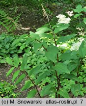 Maianthemum henryi