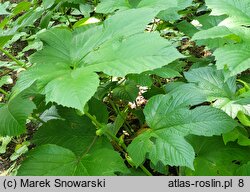 Filipendula camtschatica (wiązówka kamczacka)