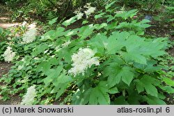 Filipendula camtschatica (wiązówka kamczacka)