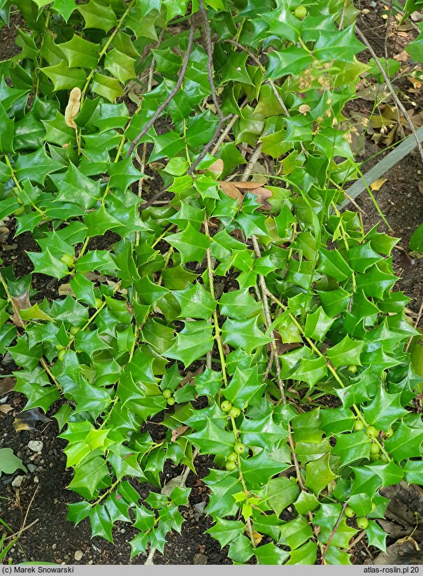 Ilex cornuta × pernyi