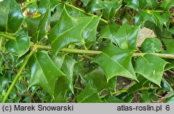 Ilex cornuta × pernyi