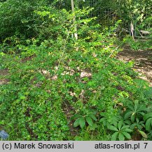 Ilex cornuta × pernyi