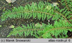 Polystichum setiferum Cristato-pinnulum