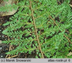 Polystichum setiferum Cristato-pinnulum