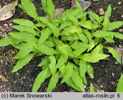 Hosta Green Eyes