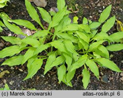 Hosta Green Eyes