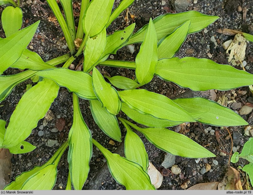 Hosta Green Eyes