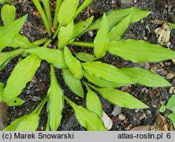 Hosta Green Eyes