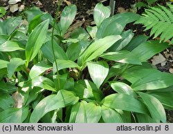 Allium victorialis (czosnek siatkowaty)