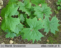 Podophyllum cymosum