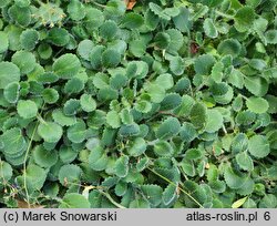 Saxifraga ×geum (skalnica kuklikowa)