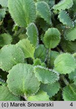 Saxifraga ×geum (skalnica kuklikowa)