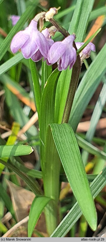 Ophiopogon bodinieri