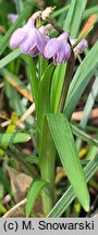 Ophiopogon bodinieri