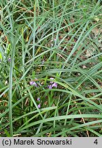 Ophiopogon bodinieri