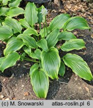 Hosta Cherry Berry