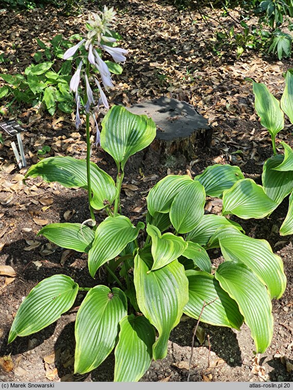 Hosta Cherry Berry