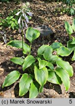 Hosta Cherry Berry