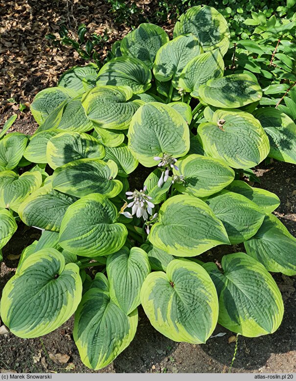 Hosta A Many-splendored Thing