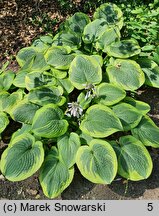 Hosta A Many-splendored Thing