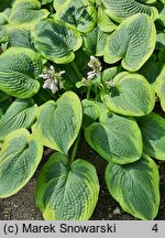 Hosta A Many-splendored Thing