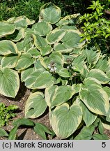 Hosta Hampshire County