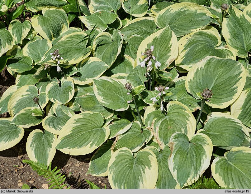 Hosta Hampshire County