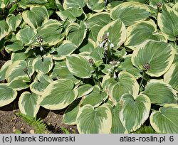 Hosta Hampshire County