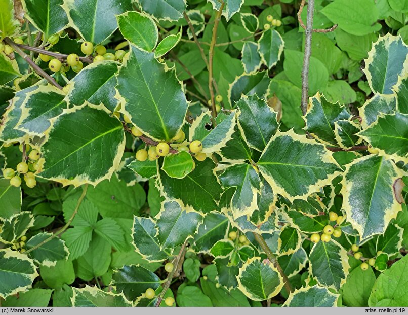 Ilex aquifolium Rubricaulis Aurea