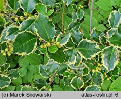 Ilex aquifolium Rubricaulis Aurea