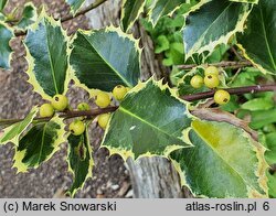 Ilex aquifolium Rubricaulis Aurea