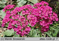Achillea millefolium (hort.) Pretty Belinda