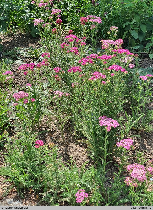 Achillea millefolium (hort.) Pretty Belinda