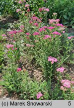 Achillea millefolium (hort.) Pretty Belinda