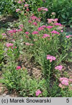 Achillea millefolium s.str. Pretty Belinda