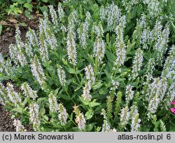 Salvia nemorosa Porzellan